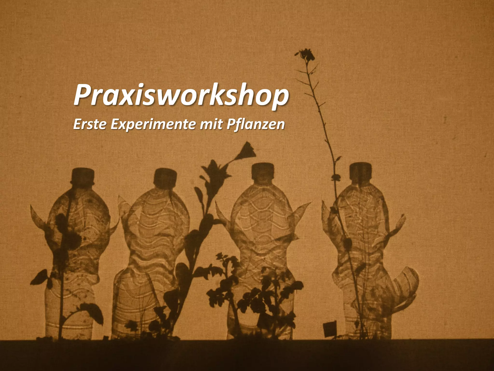 Praxisworkshop
Erste Experimente mit Pflanzen
 