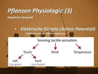 Pflanzen Physiologie (3)
Haptische Sensorik
• Elektrische Signale (Action Potential)
• Abhängig von der Pflanzengattung
 