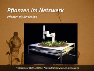 Pflanzen im Netzwerk
Pflanzen als Bindeglied
“Telegarden” (1995-2004) at Ars Electronica Museum, Linz Austria
 
