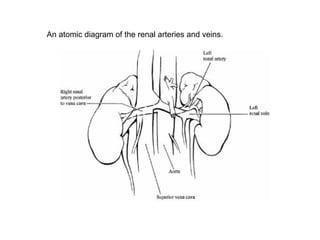 An atomic diagram of the renal arteries and veins.  