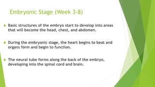 Embryonic Stage (Week 3-8)
 Basic structures of the embryo start to develop into areas
that will become the head, chest, and abdomen.
 During the embryonic stage, the heart begins to beat and
organs form and begin to function.
 The neural tube forms along the back of the embryo,
developing into the spinal cord and brain.
 