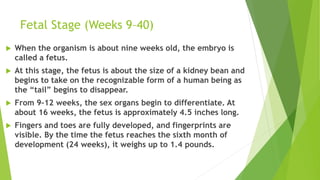 Fetal Stage (Weeks 9–40)
 When the organism is about nine weeks old, the embryo is
called a fetus.
 At this stage, the fetus is about the size of a kidney bean and
begins to take on the recognizable form of a human being as
the “tail” begins to disappear.
 From 9–12 weeks, the sex organs begin to differentiate. At
about 16 weeks, the fetus is approximately 4.5 inches long.
 Fingers and toes are fully developed, and fingerprints are
visible. By the time the fetus reaches the sixth month of
development (24 weeks), it weighs up to 1.4 pounds.
 