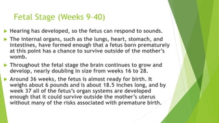 Fetal Stage (Weeks 9–40)
 Hearing has developed, so the fetus can respond to sounds.
 The internal organs, such as the lungs, heart, stomach, and
intestines, have formed enough that a fetus born prematurely
at this point has a chance to survive outside of the mother’s
womb.
 Throughout the fetal stage the brain continues to grow and
develop, nearly doubling in size from weeks 16 to 28.
 Around 36 weeks, the fetus is almost ready for birth. It
weighs about 6 pounds and is about 18.5 inches long, and by
week 37 all of the fetus’s organ systems are developed
enough that it could survive outside the mother’s uterus
without many of the risks associated with premature birth.
 