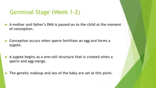 Germinal Stage (Week 1-2)
 A mother and father’s DNA is passed on to the child at the moment
of conception.
 Conception occurs when sperm fertilizes an egg and forms a
zygote.
 A zygote begins as a one-cell structure that is created when a
sperm and egg merge.
 The genetic makeup and sex of the baby are set at this point.
 