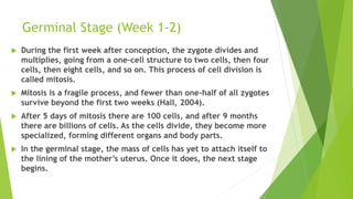 Germinal Stage (Week 1-2)
 During the first week after conception, the zygote divides and
multiplies, going from a one-cell structure to two cells, then four
cells, then eight cells, and so on. This process of cell division is
called mitosis.
 Mitosis is a fragile process, and fewer than one-half of all zygotes
survive beyond the first two weeks (Hall, 2004).
 After 5 days of mitosis there are 100 cells, and after 9 months
there are billions of cells. As the cells divide, they become more
specialized, forming different organs and body parts.
 In the germinal stage, the mass of cells has yet to attach itself to
the lining of the mother’s uterus. Once it does, the next stage
begins.
 