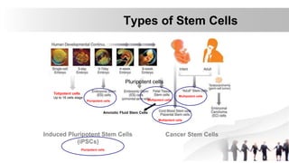 Types of Stem Cells
Totipotent cells
Up to 16 cells stage
Pluripotent cells Multipotent cells
Multipotent cells
Multipotent cells
Amniotic Fluid Stem Cells
Induced Pluripotent Stem Cells
(iPSCs)
Cancer Stem Cells
Pluripotent cells
Pluripotent cells
 
