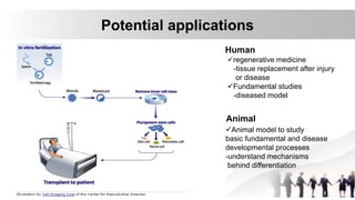 Potential applications
regenerative medicine
-tissue replacement after injury
or disease
Fundamental studies
-diseased model
Human
Animal
Animal model to study
basic fundamental and disease
developmental processes
-understand mechanisms
behind differentiation
 