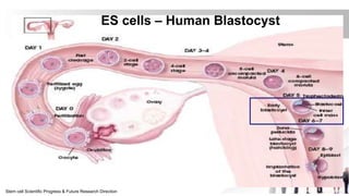 Stem cell Scientific Progress & Future Research Direction
ES cells – Human Blastocyst
 