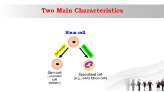Two Main Characteristics
Stem cell
Stem cell
( unlimited
cell
division )
Specialized cell
(e.g., white blood cell)
 