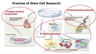 Testing medical
treatments
Understanding disease
Treating disease
Promise of Stem Cell Research
 
