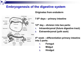 Gut Development Lecture The digestive system.pdf