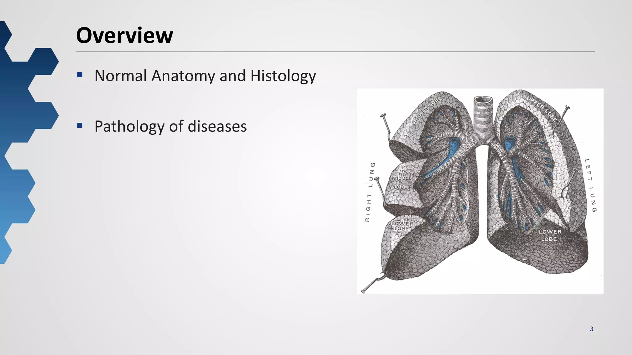 3
Overview
 Normal Anatomy and Histology
 Pathology of diseases
 