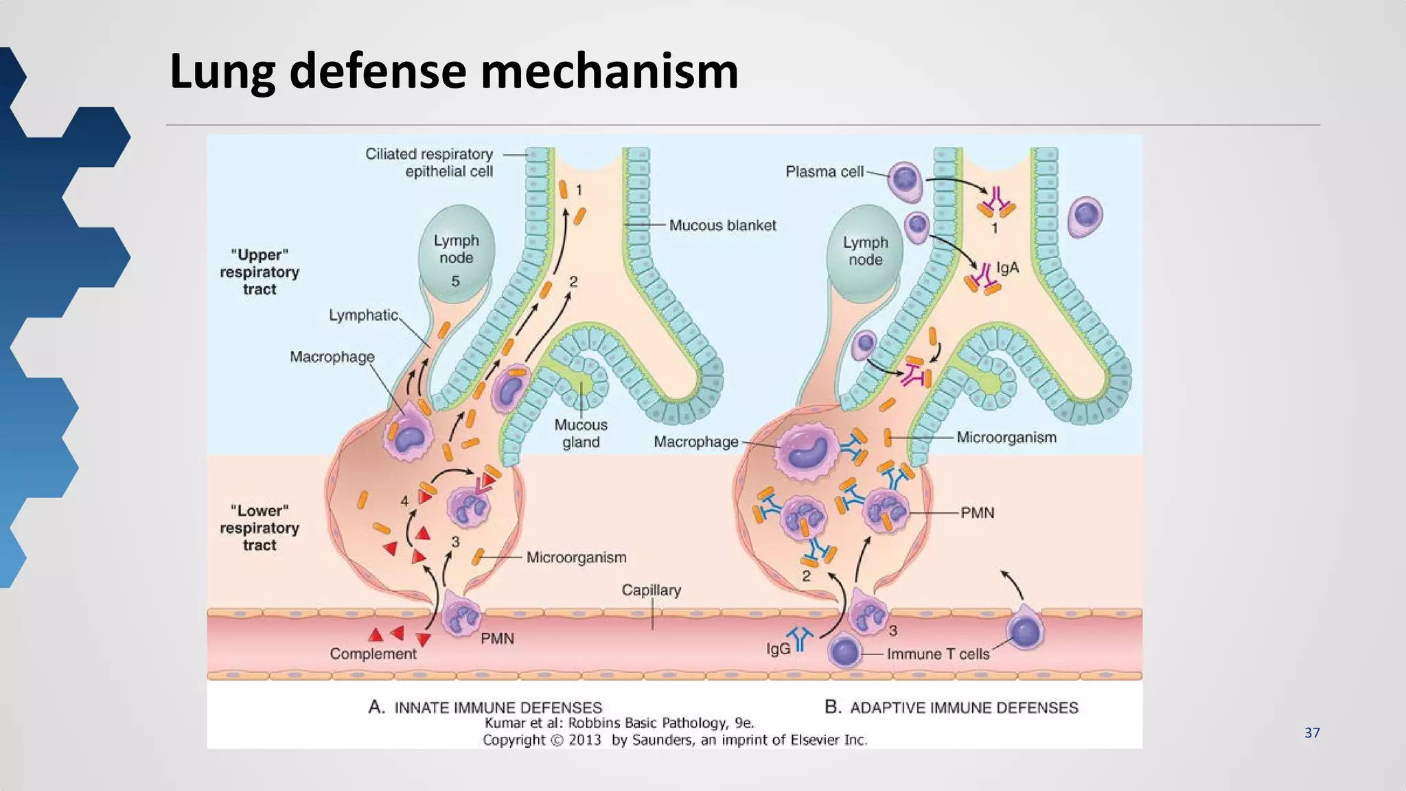37
Lung defense mechanism
 