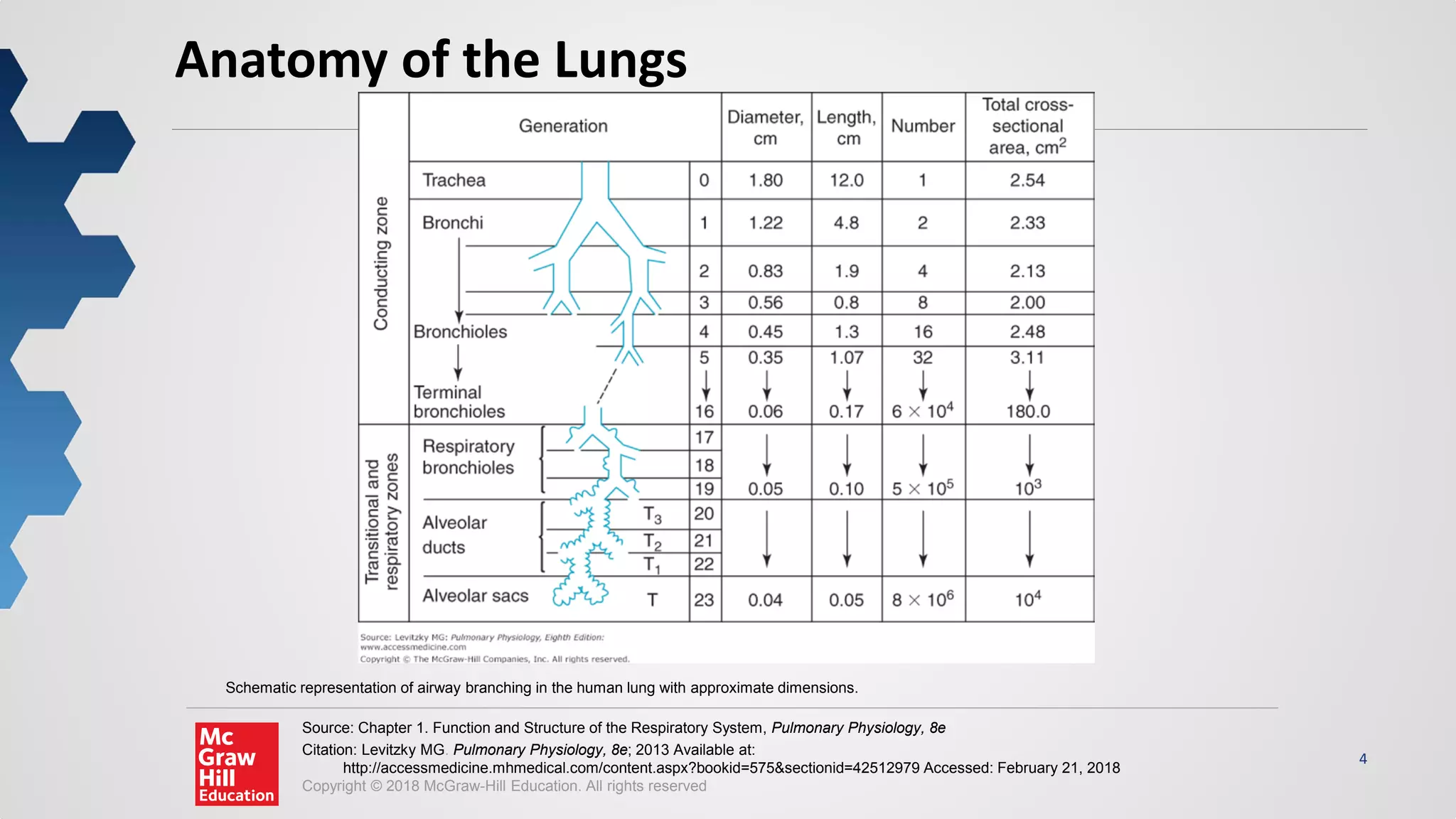 4
Source: Chapter 1. Function and Structure of the Respiratory System, Pulmonary Physiology, 8e
Citation: Levitzky MG. Pulmonary Physiology, 8e; 2013 Available at:
http://accessmedicine.mhmedical.com/content.aspx?bookid=575&sectionid=42512979 Accessed: February 21, 2018
Copyright © 2018 McGraw-Hill Education. All rights reserved
Schematic representation of airway branching in the human lung with approximate dimensions.
Anatomy of the Lungs
 