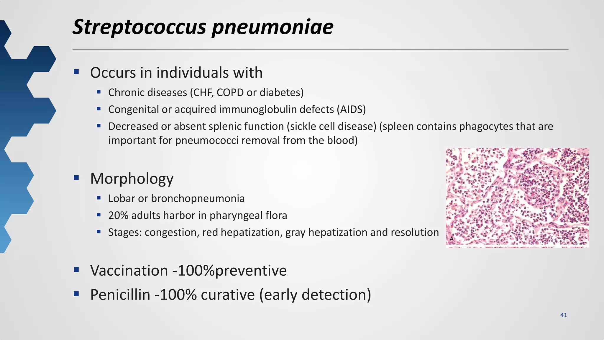 41
Streptococcus pneumoniae
 Occurs in individuals with
 Chronic diseases (CHF, COPD or diabetes)
 Congenital or acquired immunoglobulin defects (AIDS)
 Decreased or absent splenic function (sickle cell disease) (spleen contains phagocytes that are
important for pneumococci removal from the blood)
 Morphology
 Lobar or bronchopneumonia
 20% adults harbor in pharyngeal flora
 Stages: congestion, red hepatization, gray hepatization and resolution
 Vaccination -100%preventive
 Penicillin -100% curative (early detection)
 