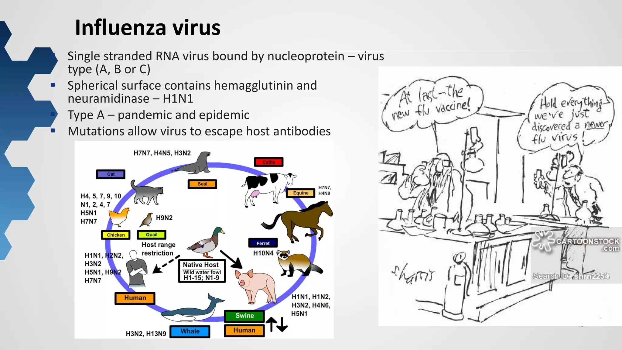 48
Influenza virus
 Single stranded RNA virus bound by nucleoprotein – virus
type (A, B or C)
 Spherical surface contains hemagglutinin and
neuramidinase – H1N1
 Type A – pandemic and epidemic
 Mutations allow virus to escape host antibodies
 