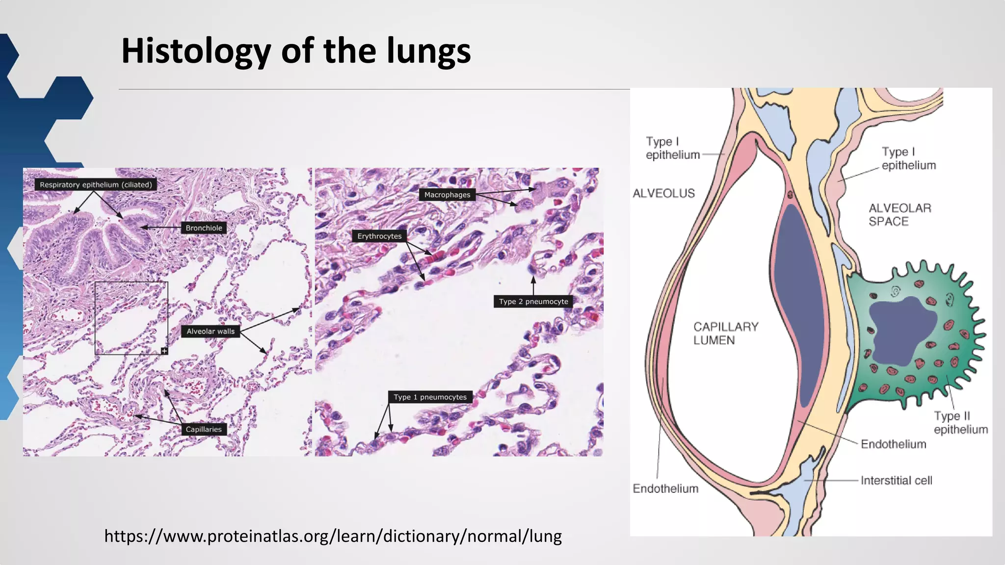 6
Histology of the lungs
https://www.proteinatlas.org/learn/dictionary/normal/lung
 