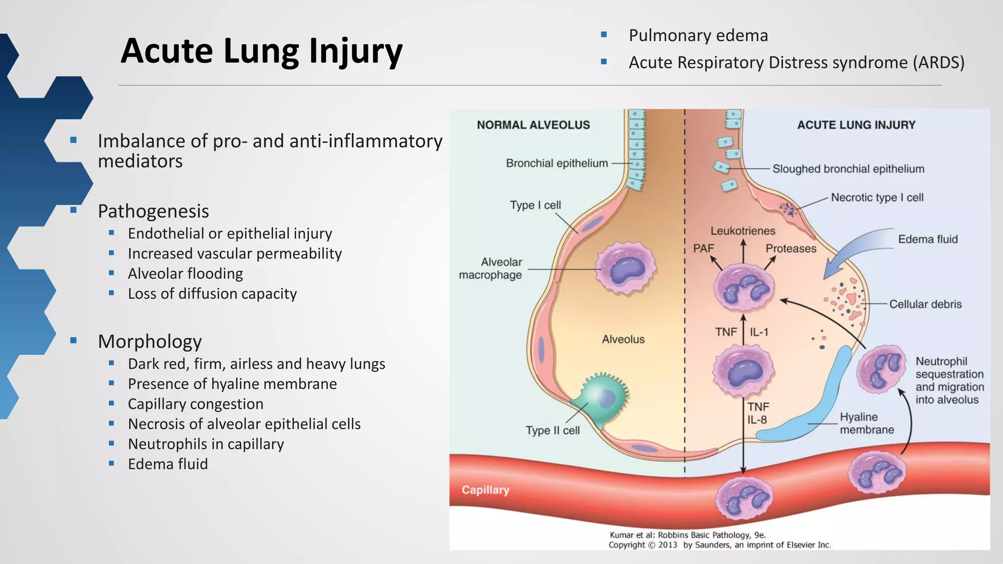9
Acute Lung Injury
 ARDS
 Imbalance of pro- and anti-inflammatory
mediators
 Pathogenesis
 Endothelial or epithelial injury
 Increased vascular permeability
 Alveolar flooding
 Loss of diffusion capacity
 Morphology
 Dark red, firm, airless and heavy lungs
 Presence of hyaline membrane
 Capillary congestion
 Necrosis of alveolar epithelial cells
 Neutrophils in capillary
 Edema fluid
 Pulmonary edema
 Acute Respiratory Distress syndrome (ARDS)
 
