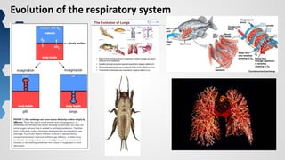 1
Evolution of the respiratory system
 