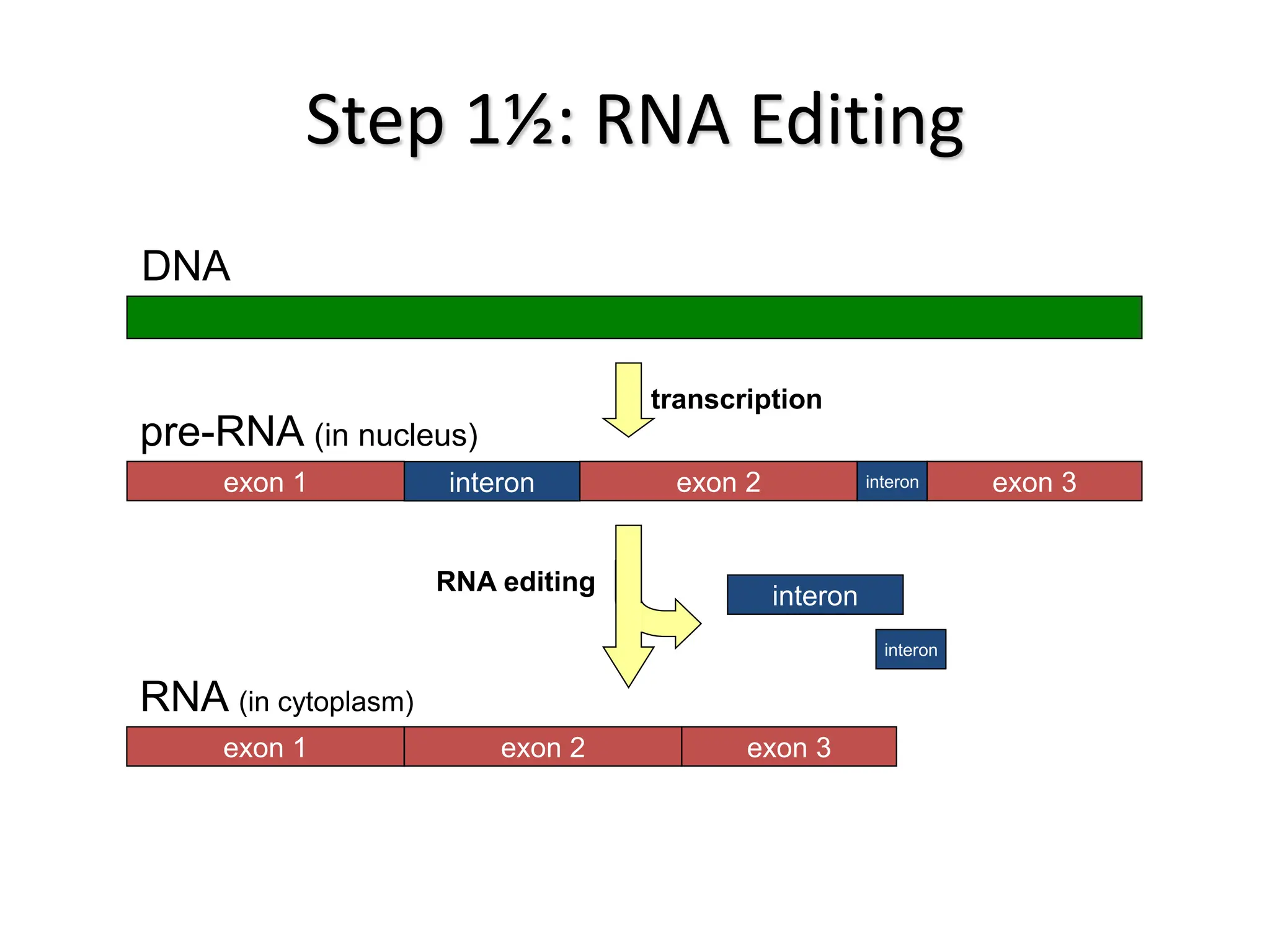 Step 1½: RNA Editing
DNA
exon 1 interon exon 2 interon exon 3
pre-RNA (in nucleus)
exon 1 exon 2 exon 3
RNA (in cytoplasm)
transcription
interon
interon
RNA editing
 