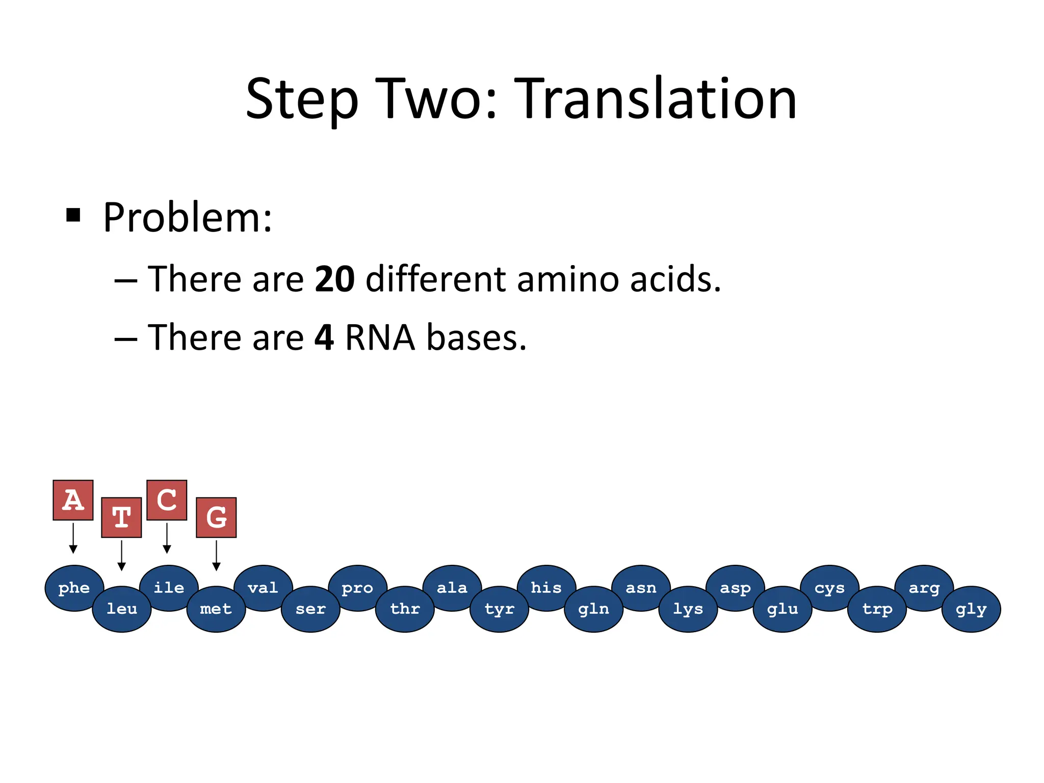 Step Two: Translation
 Problem:
– There are 20 different amino acids.
– There are 4 RNA bases.
phe ile val pro ala his asn asp cys arg
leu met ser thr tyr gln lys glu trp gly
A
T
C
G
 