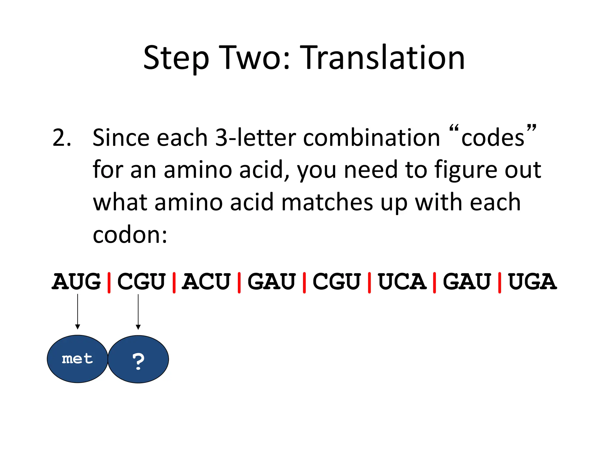 Step Two: Translation
2. Since each 3-letter combination “codes”
for an amino acid, you need to figure out
what amino acid matches up with each
codon:
met
AUG|CGU|ACU|GAU|CGU|UCA|GAU|UGA
?
 