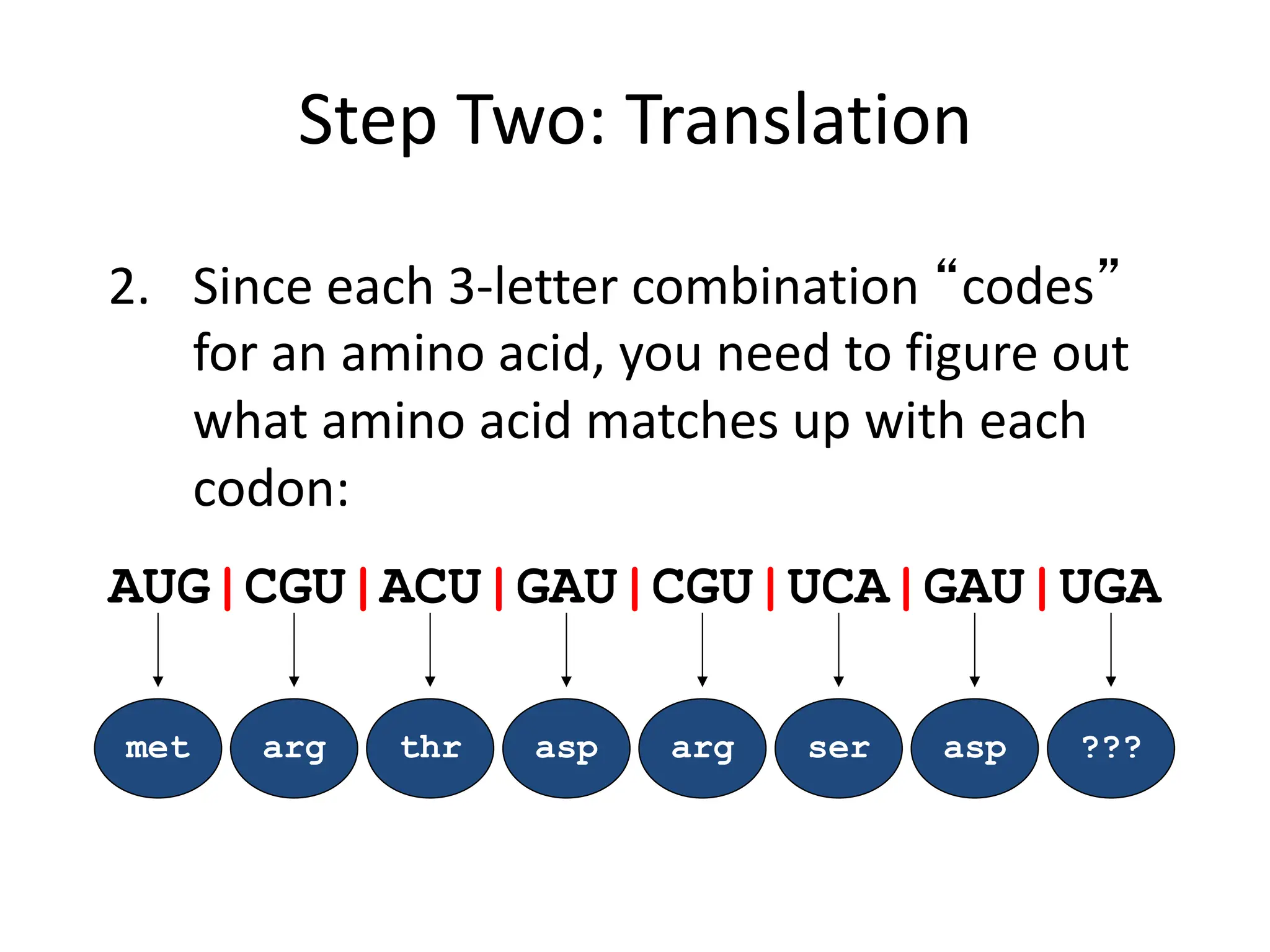 Step Two: Translation
2. Since each 3-letter combination “codes”
for an amino acid, you need to figure out
what amino acid matches up with each
codon:
met
AUG|CGU|ACU|GAU|CGU|UCA|GAU|UGA
asp ???
arg thr asp arg ser
 