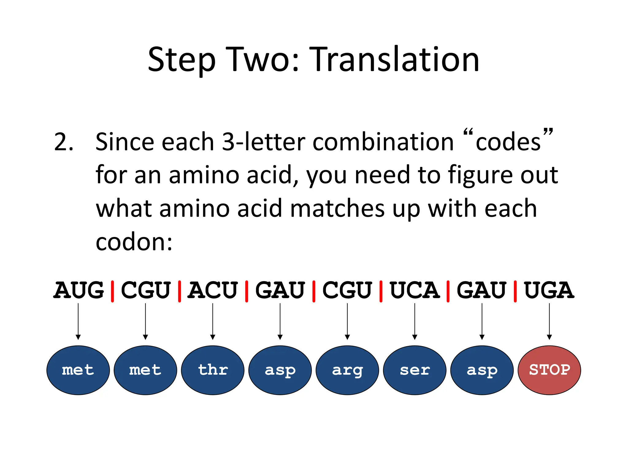 Step Two: Translation
2. Since each 3-letter combination “codes”
for an amino acid, you need to figure out
what amino acid matches up with each
codon:
met
AUG|CGU|ACU|GAU|CGU|UCA|GAU|UGA
asp STOP
met thr asp arg ser
 