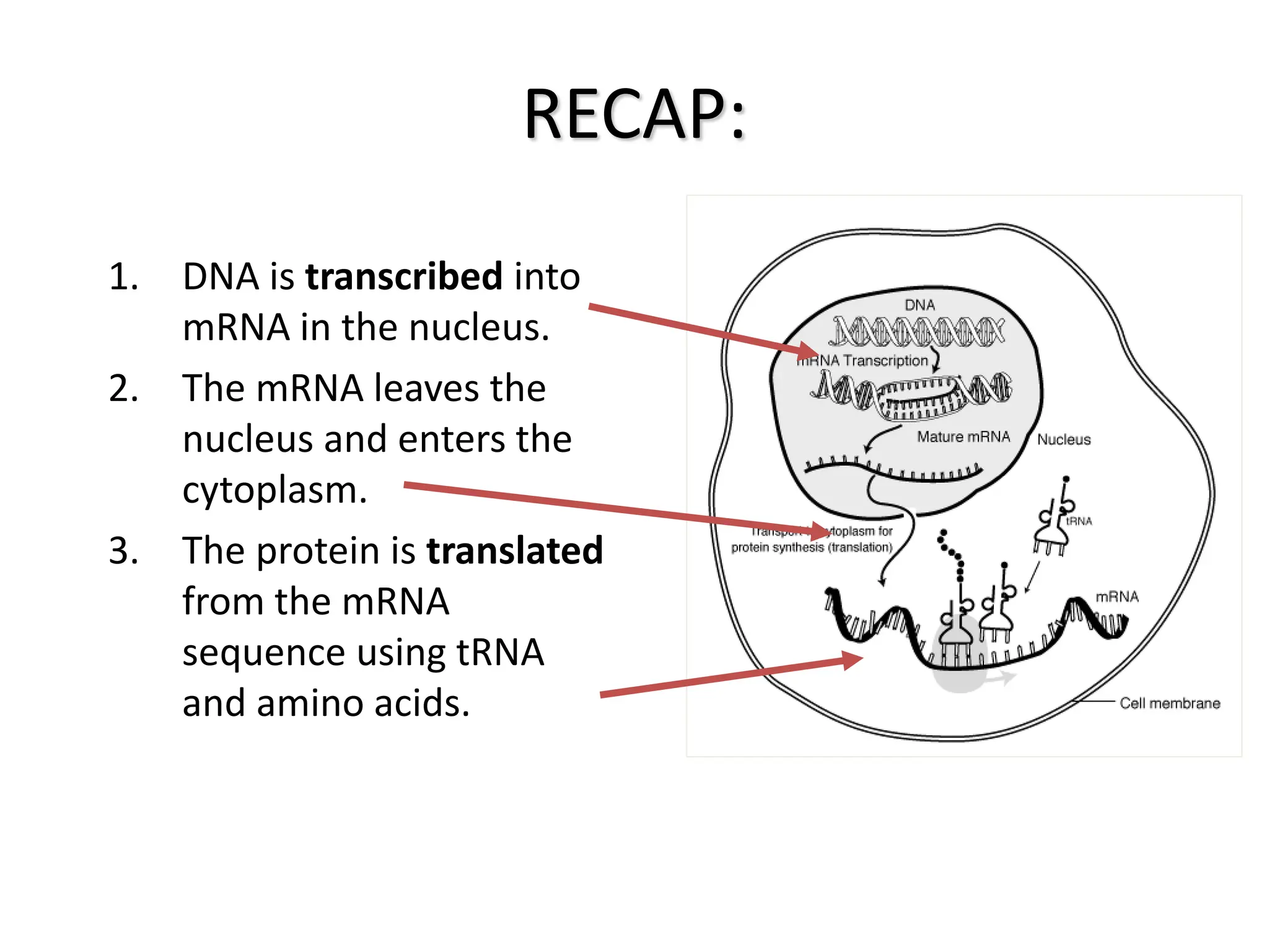RECAP:
1. DNA is transcribed into
mRNA in the nucleus.
2. The mRNA leaves the
nucleus and enters the
cytoplasm.
3. The protein is translated
from the mRNA
sequence using tRNA
and amino acids.
 