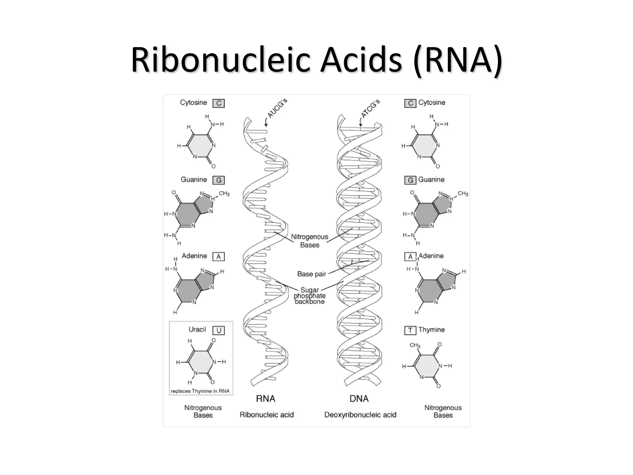 Ribonucleic Acids (RNA)
 
