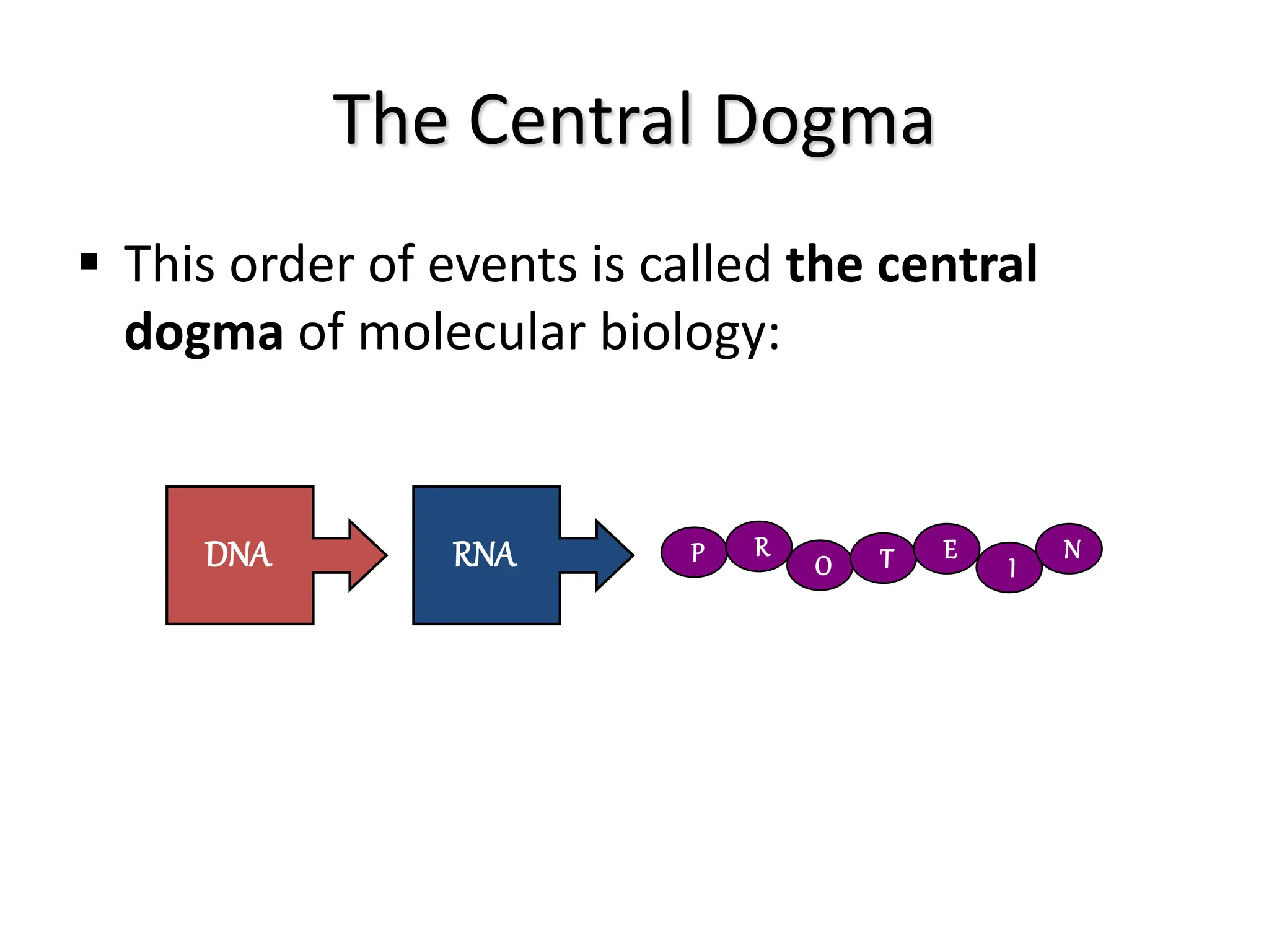 The Central Dogma
 This order of events is called the central
dogma of molecular biology:
DNA RNA P R
O T E
I
N
 