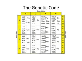 Gene Code Trancription Example lecture_transcription and translation.pdf