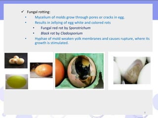  Fungal rotting:
• Mycelium of molds grow through pores or cracks in egg.
• Results in Jellying of egg white and colored ...