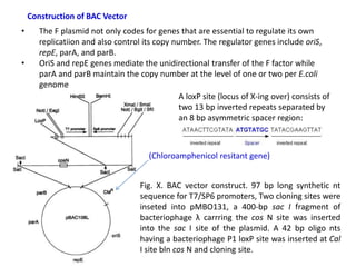 Lecture two Genetics engineering pptE.pptx