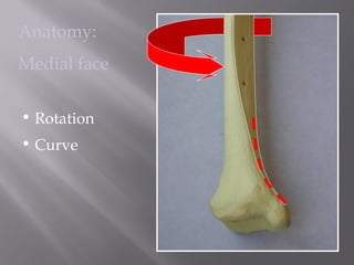 Anatomy: 
Medial face 
• Rotation 
• Curve 
 
