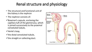 Lecture Urinary system.pptx