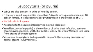 Lecture Urinary system.pptx