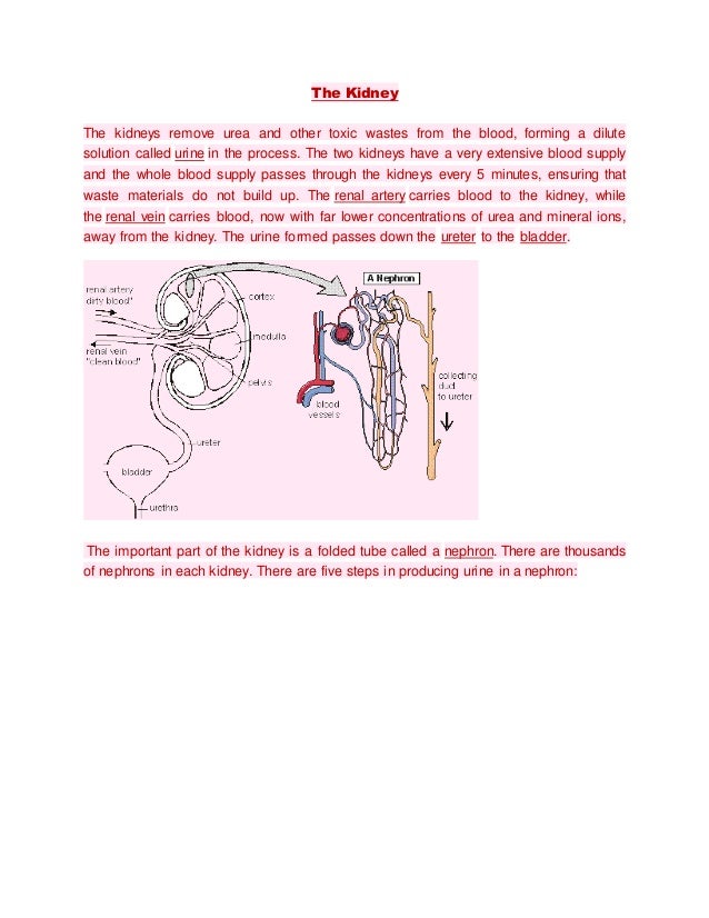 Biology Biology