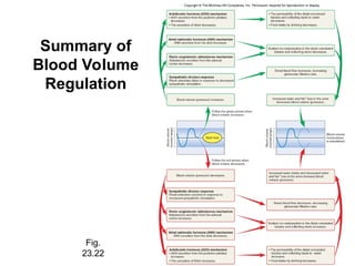 Volume Regulation Visual Lecture of -Urinary-System anatomy-Ppt.ppt