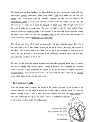 Cape biology unit 2 -_circulatory_system_in_humans_and_exercise | DOCX