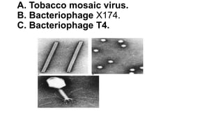 A. Tobacco mosaic virus.
B. Bacteriophage X174.
C. Bacteriophage T4.
 