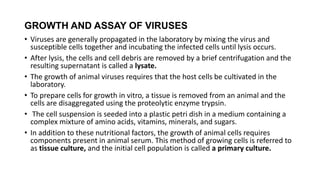 GROWTH AND ASSAY OF VIRUSES
• Viruses are generally propagated in the laboratory by mixing the virus and
susceptible cells together and incubating the infected cells until lysis occurs.
• After lysis, the cells and cell debris are removed by a brief centrifugation and the
resulting supernatant is called a lysate.
• The growth of animal viruses requires that the host cells be cultivated in the
laboratory.
• To prepare cells for growth in vitro, a tissue is removed from an animal and the
cells are disaggregated using the proteolytic enzyme trypsin.
• The cell suspension is seeded into a plastic petri dish in a medium containing a
complex mixture of amino acids, vitamins, minerals, and sugars.
• In addition to these nutritional factors, the growth of animal cells requires
components present in animal serum. This method of growing cells is referred to
as tissue culture, and the initial cell population is called a primary culture.
 