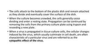 • The cells attach to the bottom of the plastic dish and remain attached
as they divide and eventually cover the surface of the dish.
• When the culture becomes crowded, the cells generally cease
dividing and enter a resting state. Propagation can be continued by
removing the cells from the primary culture plate using trypsin and
reseeding a new plate.
• When a virus is propagated in tissue culture cells, the cellular changes
induced by the virus, which usually culminate in cell death, are often
characteristic of a particular virus and are referred to as the
cytopathic effect of the virus.
 