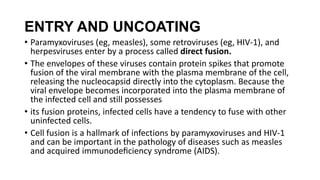 ENTRY AND UNCOATING
• Paramyxoviruses (eg, measles), some retroviruses (eg, HIV-1), and
herpesviruses enter by a process called direct fusion.
• The envelopes of these viruses contain protein spikes that promote
fusion of the viral membrane with the plasma membrane of the cell,
releasing the nucleocapsid directly into the cytoplasm. Because the
viral envelope becomes incorporated into the plasma membrane of
the infected cell and still possesses
• its fusion proteins, infected cells have a tendency to fuse with other
uninfected cells.
• Cell fusion is a hallmark of infections by paramyxoviruses and HIV-1
and can be important in the pathology of diseases such as measles
and acquired immunodeﬁciency syndrome (AIDS).
 