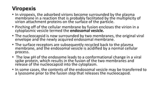 Viropexis
• In viropexis, the adsorbed virions become surrounded by the plasma
membrane in a reaction that is probably facilitated by the multiplicity of
virion attachment proteins on the surface of the particle.
• Pinching off of the cellular membrane by fusion encloses the virion in a
cytoplasmic vesicle termed the endosomal vesicle.
• The nucleocapsid is now surrounded by two membranes, the original viral
envelope and the newly acquired endosomal membrane.
• The surface receptors are subsequently recycled back to the plasma
membrane, and the endosomal vesicle is acidiﬁed by a normal cellular
process.
• The low pH of the endosome leads to a conformational change in a viral
spike protein, which results in the fusion of the two membranes and
release of the nucleocapsid into the cytoplasm.
• In some cases, the contents of the endosomal vesicle may be transferred to
a lysosome prior to the fusion step that releases the nucleocapsid.
 