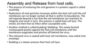 Assembly and Release from host cells.
• The process of enclosing the viral genome in a protein capsid is called
assembly.
• Replication of viral particles increases within the host cell until the cell
membrane can no longer contain all that is within its boundaries. The
cell expands beyond a size that the cell membrane can maintain its
integrity and result in lysis- this process is called host cell lysis. The
virions are then free to infect other susceptible cells.
• Another method is called budding/ blebbing. The newly formed
nucleocapsid pushes against the host cell membrane until the
membrane evaginates and pinches off behind the virus.
• The released virus is coated with host cell membrane, now called viral
envelope.
• Budding is a slower process than host cell lysis.
 