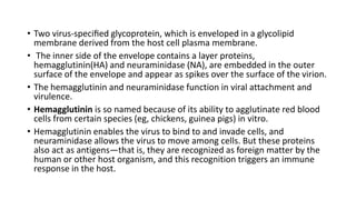 • Two virus-speciﬁed glycoprotein, which is enveloped in a glycolipid
membrane derived from the host cell plasma membrane.
• The inner side of the envelope contains a layer proteins,
hemagglutinin(HA) and neuraminidase (NA), are embedded in the outer
surface of the envelope and appear as spikes over the surface of the virion.
• The hemagglutinin and neuraminidase function in viral attachment and
virulence.
• Hemagglutinin is so named because of its ability to agglutinate red blood
cells from certain species (eg, chickens, guinea pigs) in vitro.
• Hemagglutinin enables the virus to bind to and invade cells, and
neuraminidase allows the virus to move among cells. But these proteins
also act as antigens—that is, they are recognized as foreign matter by the
human or other host organism, and this recognition triggers an immune
response in the host.
 