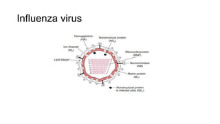 Influenza virus
 
