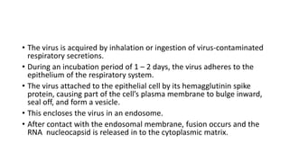 • The virus is acquired by inhalation or ingestion of virus-contaminated
respiratory secretions.
• During an incubation period of 1 – 2 days, the virus adheres to the
epithelium of the respiratory system.
• The virus attached to the epithelial cell by its hemagglutinin spike
protein, causing part of the cell’s plasma membrane to bulge inward,
seal off, and form a vesicle.
• This encloses the virus in an endosome.
• After contact with the endosomal membrane, fusion occurs and the
RNA nucleocapsid is released in to the cytoplasmic matrix.
 
