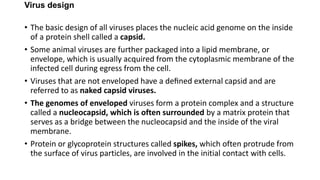 Virus design
• The basic design of all viruses places the nucleic acid genome on the inside
of a protein shell called a capsid.
• Some animal viruses are further packaged into a lipid membrane, or
envelope, which is usually acquired from the cytoplasmic membrane of the
infected cell during egress from the cell.
• Viruses that are not enveloped have a deﬁned external capsid and are
referred to as naked capsid viruses.
• The genomes of enveloped viruses form a protein complex and a structure
called a nucleocapsid, which is often surrounded by a matrix protein that
serves as a bridge between the nucleocapsid and the inside of the viral
membrane.
• Protein or glycoprotein structures called spikes, which often protrude from
the surface of virus particles, are involved in the initial contact with cells.
 